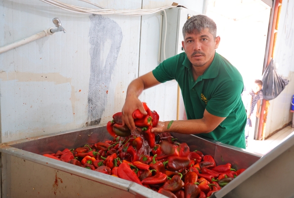 Biber salçası mesaisi başladı